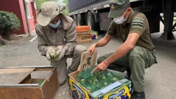 Rescatan más de 500 animales que salieron de Santiago del Estero