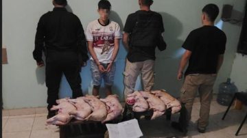 Un joven detenido por abiegato y animales faenados recuperados