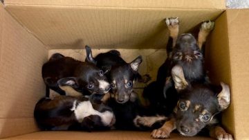 Abandono y crueldad: dejan seis cachorros en estado crítico en la puerta de una protectora