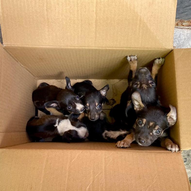 Abandono y crueldad: dejan seis cachorros en estado crítico en la puerta de una protectora