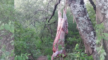 Denuncian a un empleado municipal de Monte Quemado por abigeato y faena clandestina