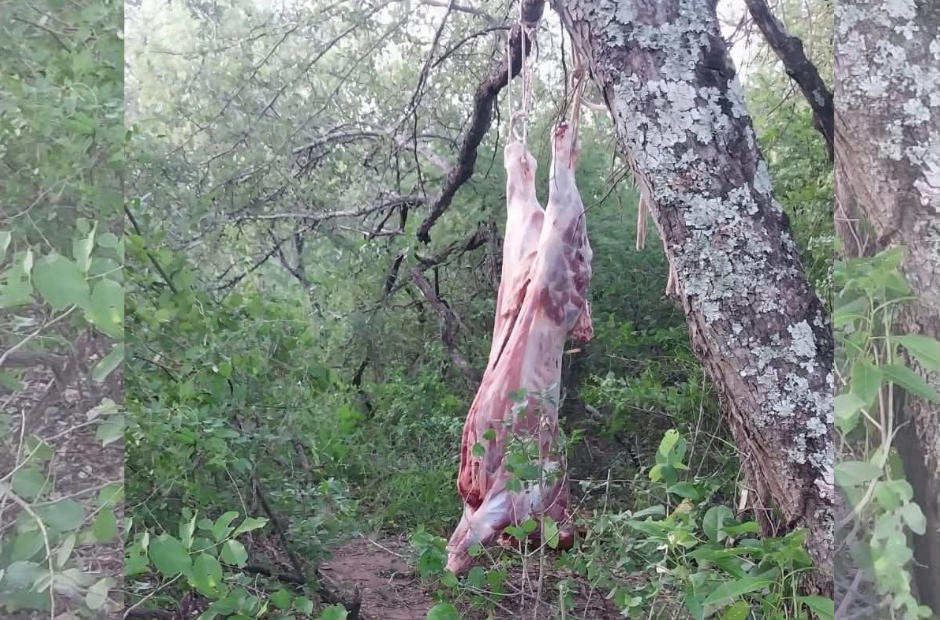 Denuncian a un empleado municipal de Monte Quemado por abigeato y faena clandestina