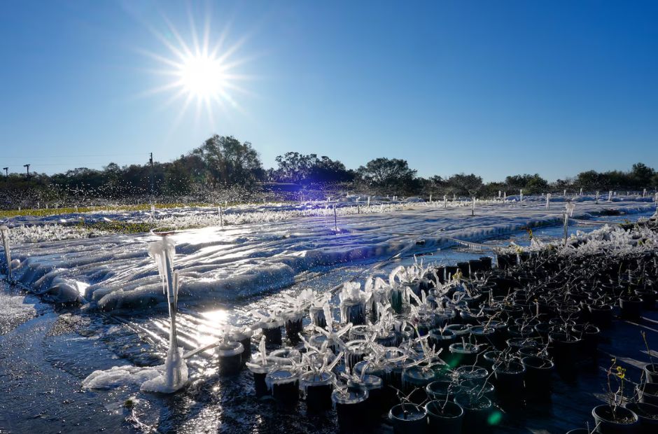 Histórica ola polar en Florida: Miami bajo cero y récords de hace más de un siglo
