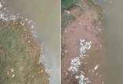 Alerta en Campo Gallo: Prohíben el uso de la represa municipal por mortandad de peces y posible contaminación