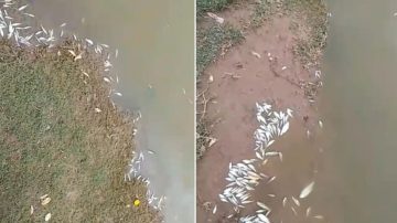 Alerta en Campo Gallo: Prohíben el uso de la represa municipal por mortandad de peces y posible contaminación
