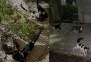 La Asociación Protectora “Bichos” pide ayuda para colonias de gatitos