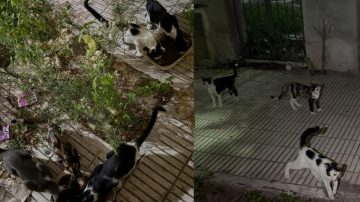 La Asociación Protectora “Bichos” pide ayuda para colonias de gatitos