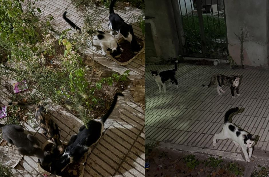 La Asociación Protectora “Bichos” pide ayuda para colonias de gatitos