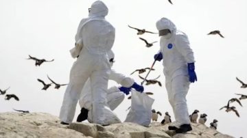 Uruguay declara la “Emergencia Sanitaria” por gripe aviar tras detectar el virus H5