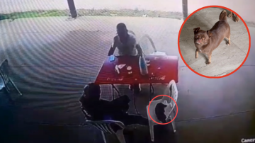 Sorpresa e indignación en Campo Gallo: fueron a comer, jugaron con la perrita del lugar y se la llevaron