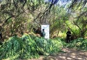 Desmantelan un invernadero con más de 1200 plantas de marihuana y detienen a un “dealer”