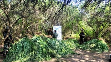 Desmantelan un invernadero con más de 1200 plantas de marihuana y detienen a un “dealer”