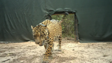 Investigan la desaparición de dos cachorros de yaguareté tras un operativo