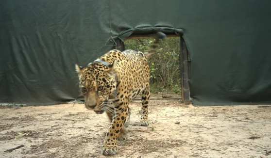 Investigan la desaparición de dos cachorros de yaguareté tras un operativo