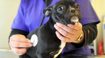 Una prepaga lanza planes de cobertura para mascotas: qué cubre y cuáles son los precios