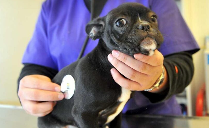 Una prepaga lanza planes de cobertura para mascotas: qué cubre y cuáles son los precios