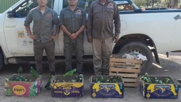 Desbaratan una red dedicada al tráfico ilegal de fauna silvestre