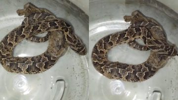 Preocupación en el barrio Los Lagos por la aparición reiterada de víboras