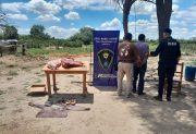 Operativo contra el abigeato en Suncho Pozo: recuperan carne vacuna y detienen a un sospechoso