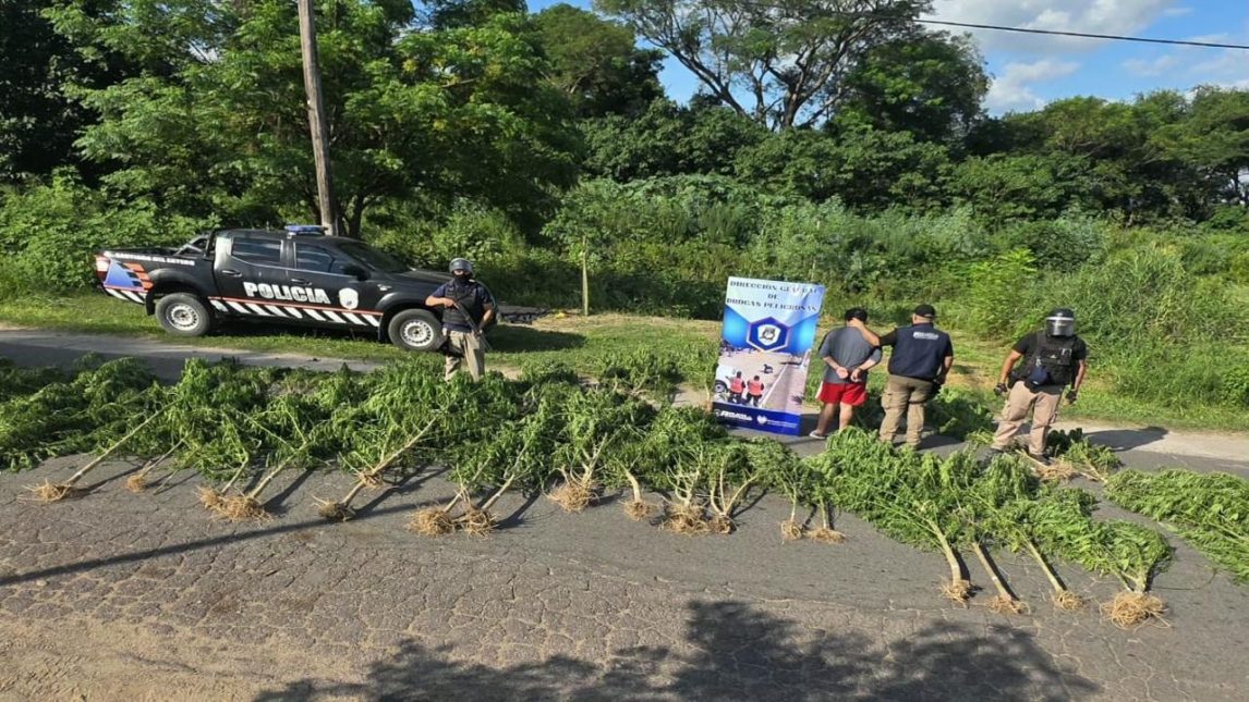 Secuestraron 63 plantas de marihuana: medían hasta 4.50 metros
