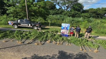 Secuestraron 63 plantas de marihuana: medían hasta 4.50 metros
