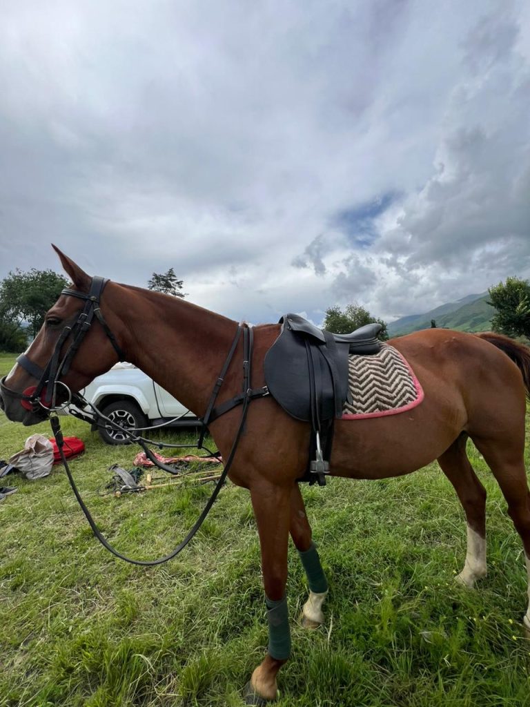 Robaron cinco yeguas de polo en Yanda y piden que las devuelvan: “Están chipeadas”