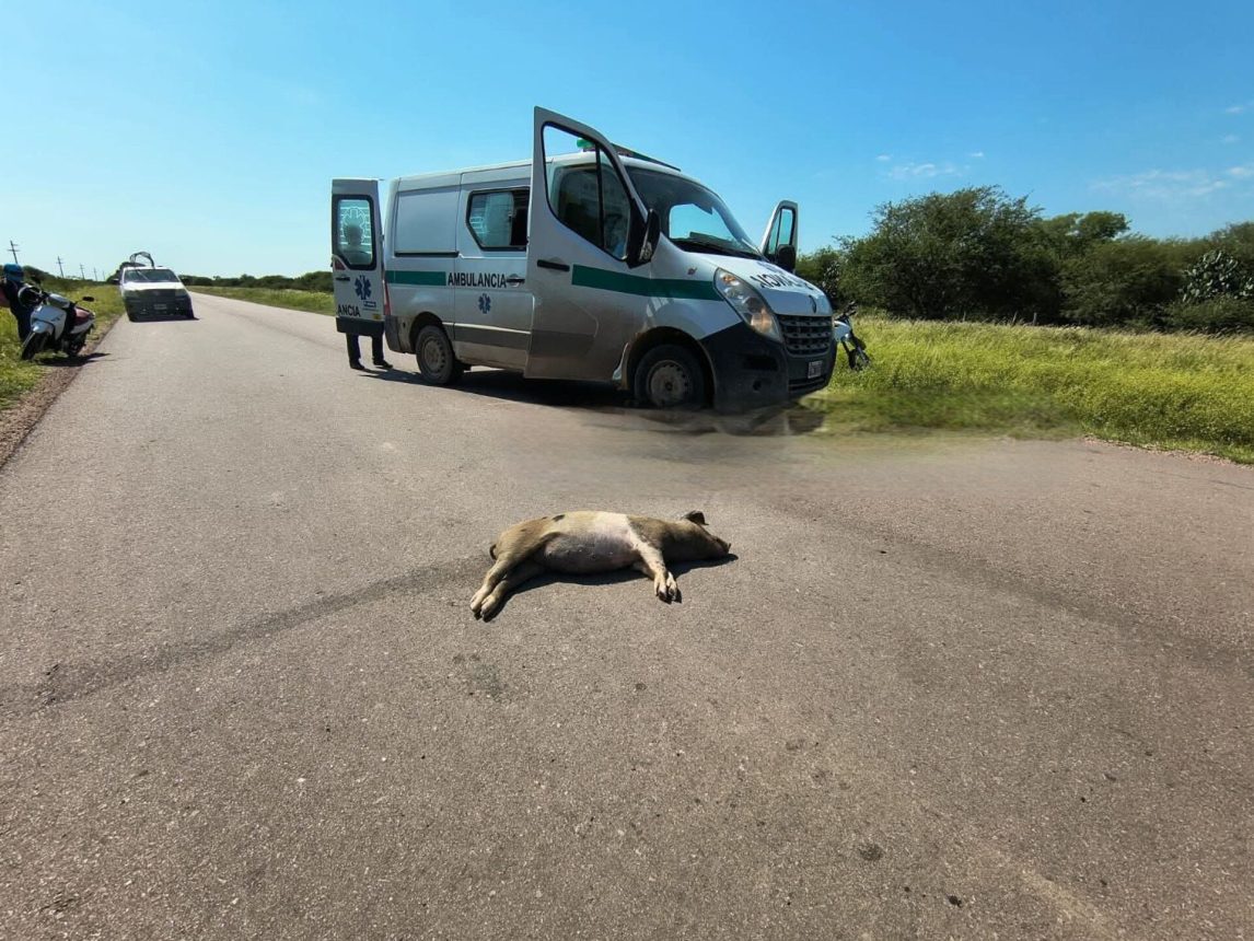 Una mujer sufrió gravísimas heridas tras chocar contra un chancho que se cruzó repentinamente