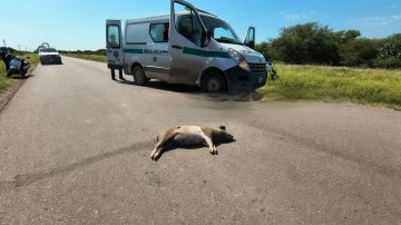Una mujer sufrió gravísimas heridas tras chocar contra un chancho que se cruzó repentinamente