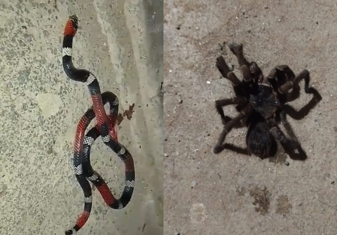 Vecinos del Sarmiento y Mama Antula de La Banda denunciaron la aparición de animales venenosos