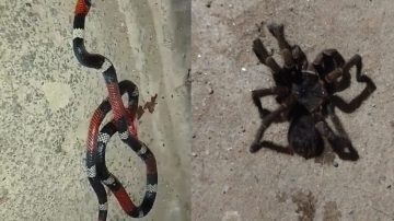 Vecinos del Sarmiento y Mama Antula de La Banda denunciaron la aparición de animales venenosos