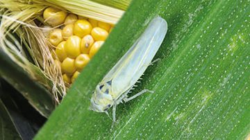 La chicharrita avanzó en Santiago del Estero, pero la infectividad se mantiene baja