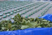 Operativo en Pozo Hondo: incautaron más de una tonelada de hoja de coca en un camión