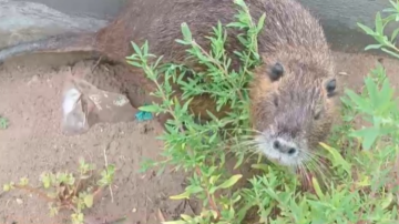 ¿Un carpincho en la costanera? Grabaron un roedor deambulando por el Puente Solís