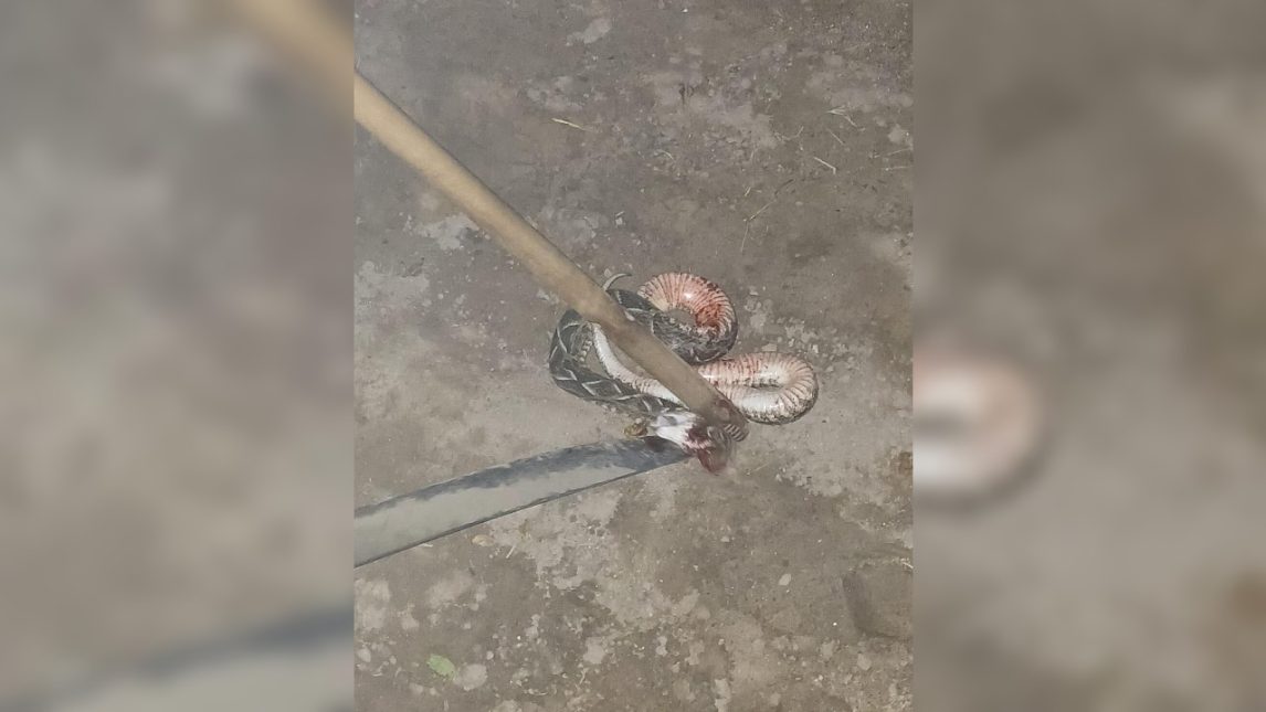 Vecinos del barrio Tabla Redonda reclaman por terrenos abandonados y alimañas