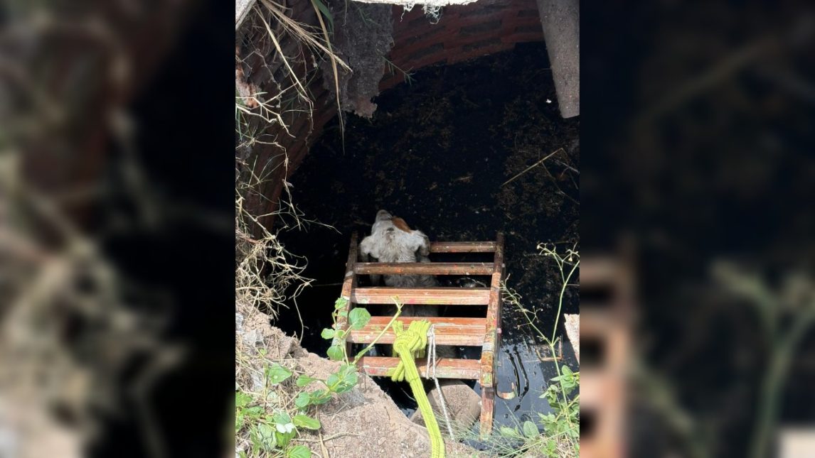FOTOS. Rescataron a un perro que cayó en un pozo ciego en el barrio Lourdes