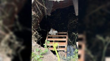 FOTOS. Rescataron a un perro que cayó en un pozo ciego en el barrio Lourdes