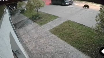 Indignación en Forres: atropellaron y abandonaron a su perra y pide ayuda para identificar al conductor