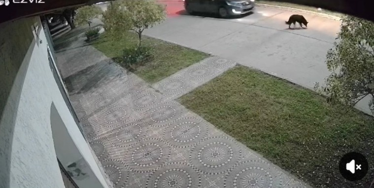 Indignación en Forres: atropellaron y abandonaron a su perra y pide ayuda para identificar al conductor