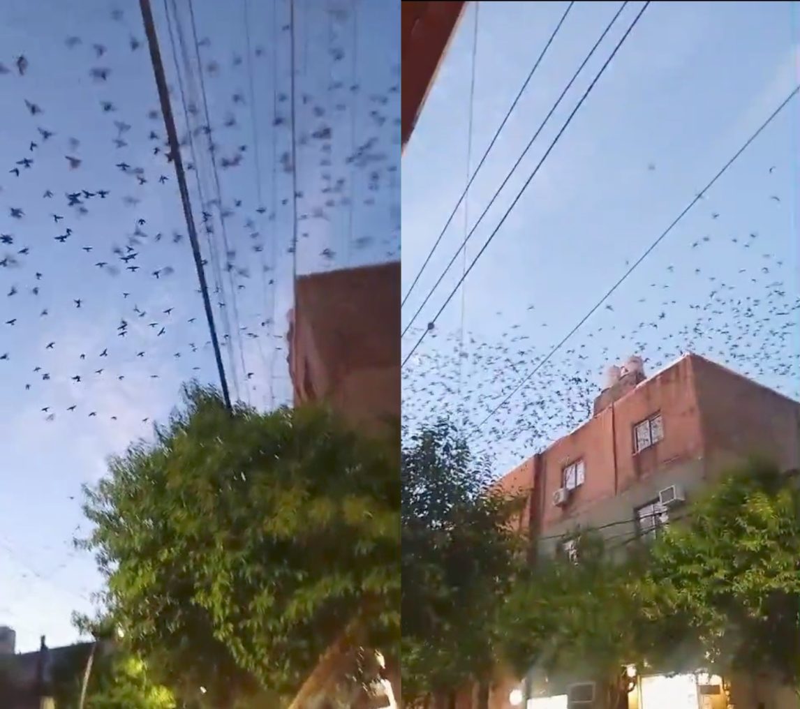 “¡Qué bellas!”: una bandada asombra a transeúntes en calle Independencia