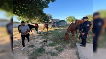 B° Belén: encontraron cinco yeguas e investigan si se trata de las que fueron robadas en Yanda