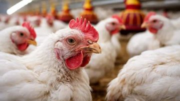 Gripe aviar: cuáles son los síntomas y cómo prevenir el contagio