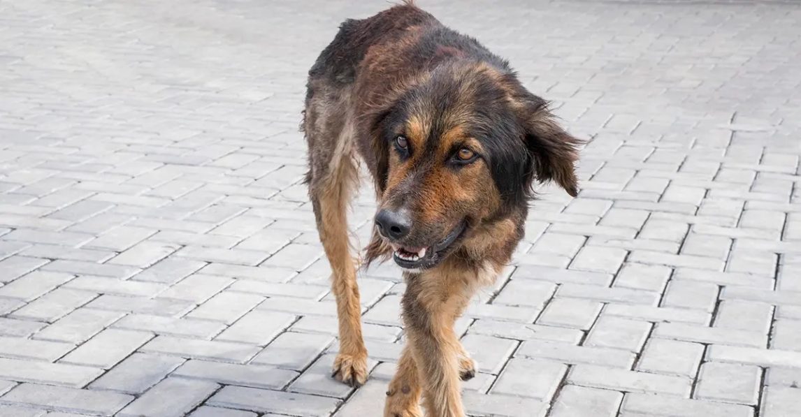 Añatuya: Joven resultó herido tras ser atacado por dos perros en la vía pública