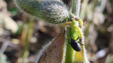 Informan avance del picudo negro sobre la soja
