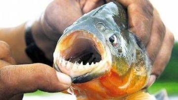 Alarma en una playa de Entre Ríos por ataques de pirañas