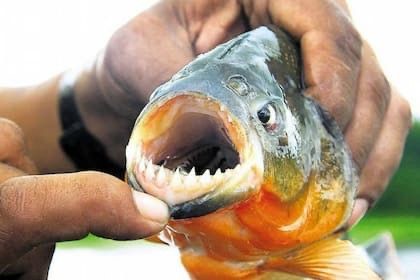 Alarma en una playa de Entre Ríos por ataques de pirañas