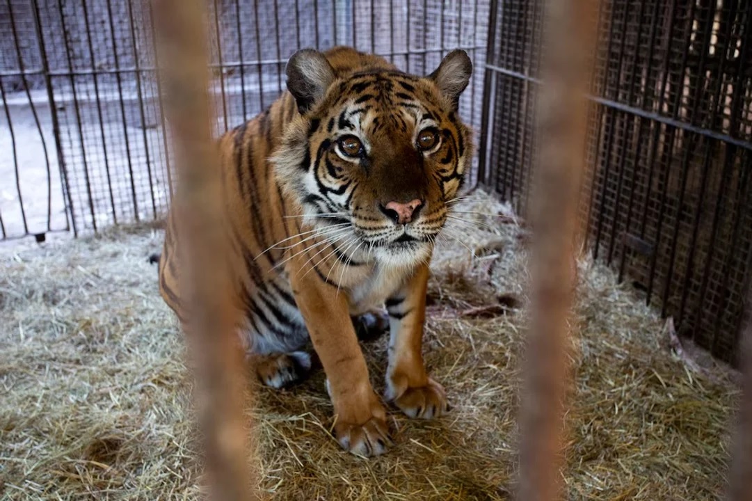 Animales que estaban en el ex zoológico de Luján serán trasladados a Europa