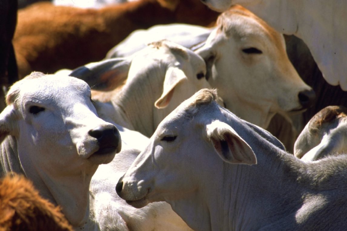 El jefe de la Subcomisaría de Malbrán quedó detenido por una estafa que ronda los $120 millones de pesos