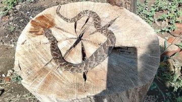 Alarma en La Banda: denuncian abandono y proliferación de víboras en el barrio Tabique