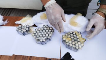 FOTOS. Detienen a pasajeros de un “tour de compras” por trasladar, ocultar e ingerir más de 10 kilos de cocaína