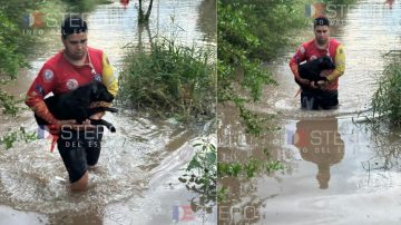 No todos los héroes llevan capa: el emocionante rescate de dos perritos que se llevaba el río en Rubia Moreno